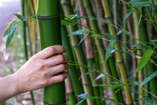 Bamboo Removal Services