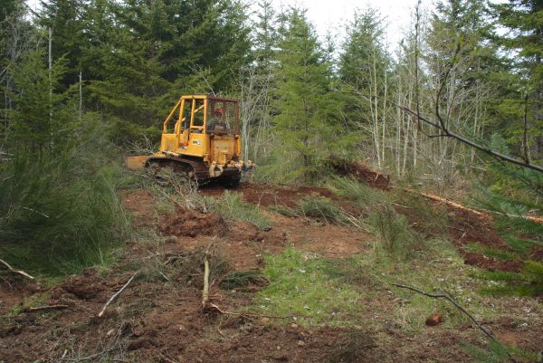 Shrubbery Clearing in Morgan Hill