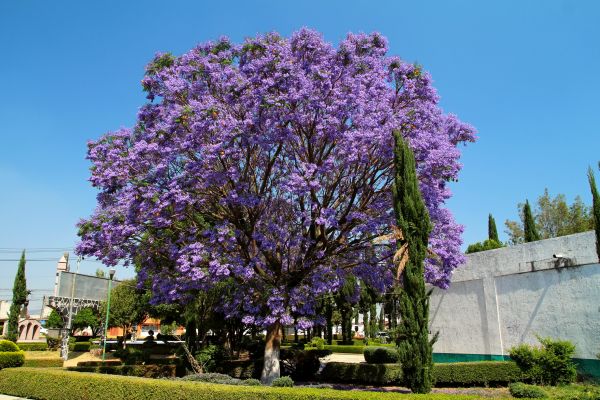 Jacaranda Pruning in Morgan Hill