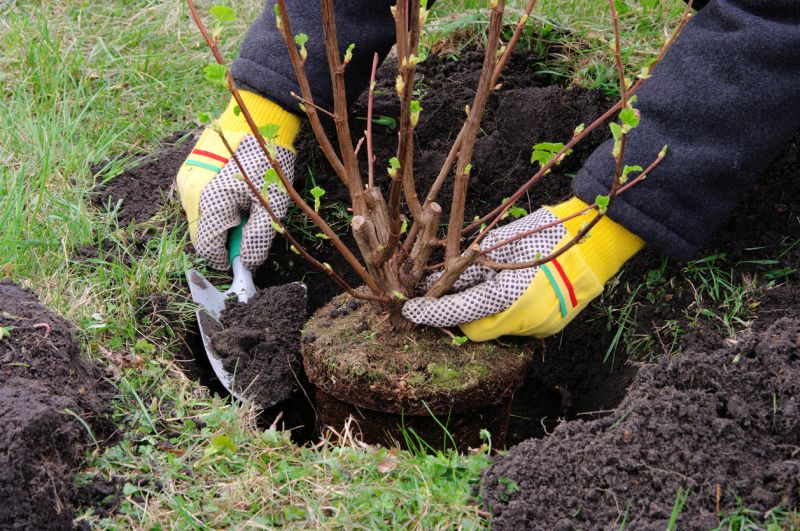 Shrub Shaping detail