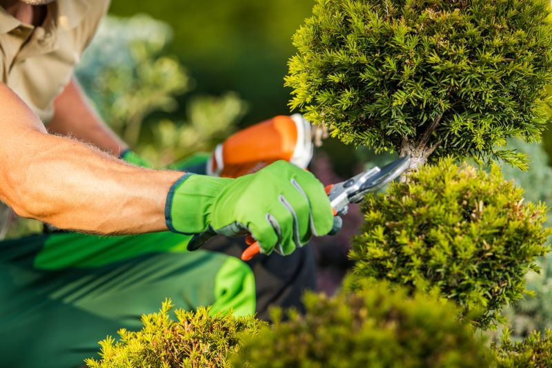 Pruning Mature Shrubs