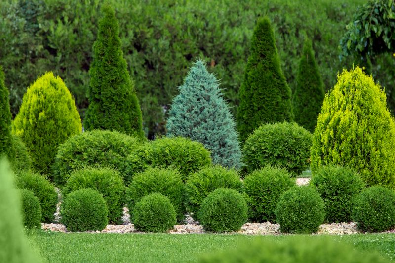 Shaping Ornamental Shrubs
